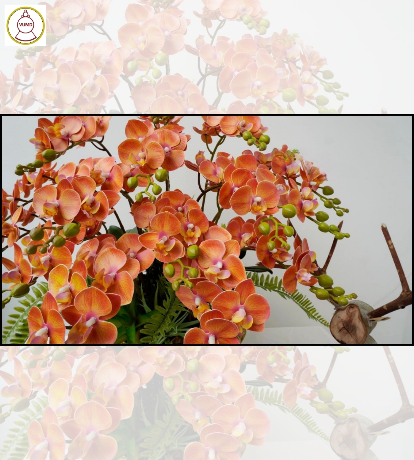 Bình hoa trang trí: Chậu lan tiểu hồ điệp