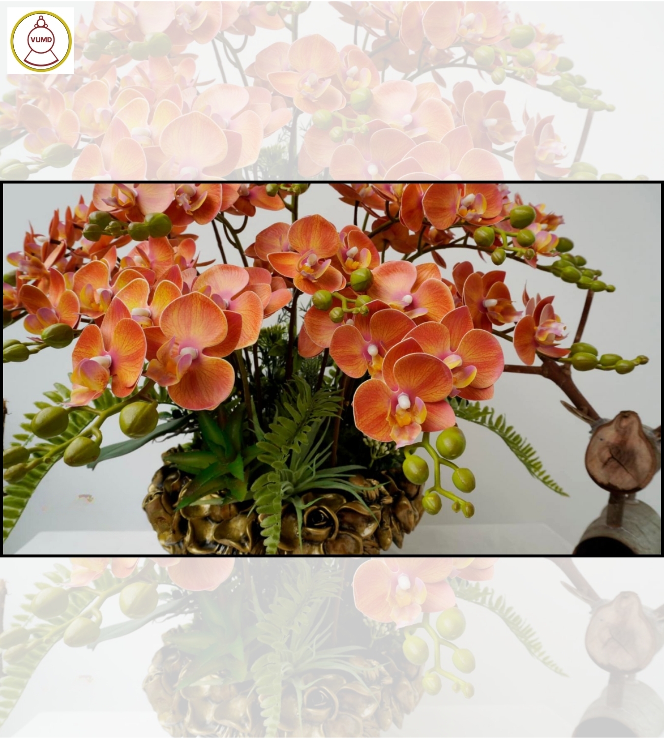 Bình hoa trang trí: Chậu lan tiểu hồ điệp