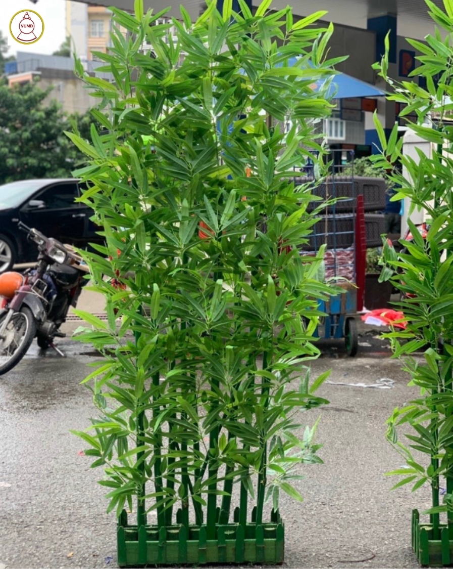 Chậu trúc trang trí trong nhà