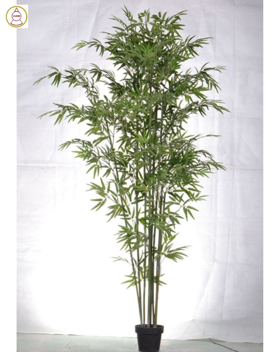 Chậu trúc trang trí trong nhà