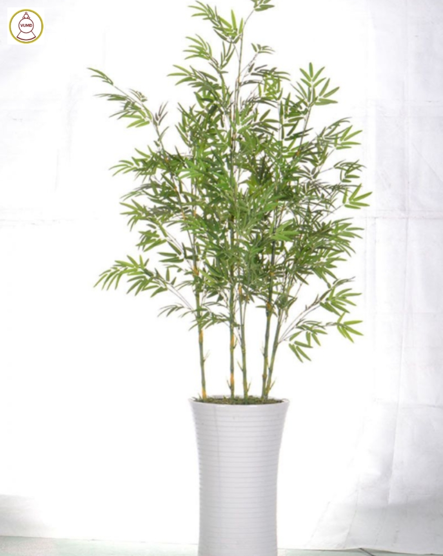 Chậu trúc trang trí trong nhà