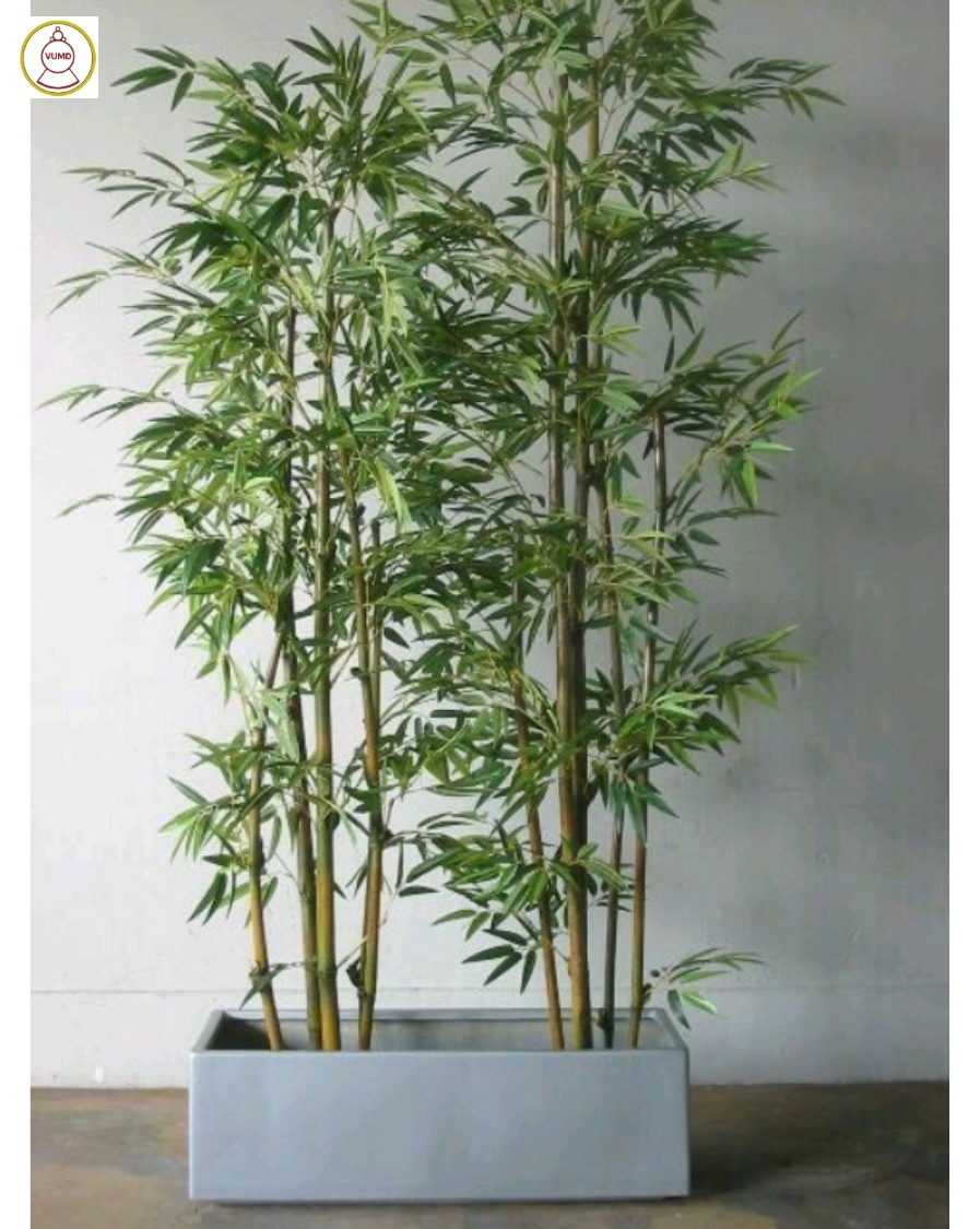 Chậu trúc trang trí trong nhà