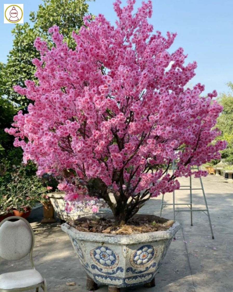 Chậu hoa anh đào tán tròn