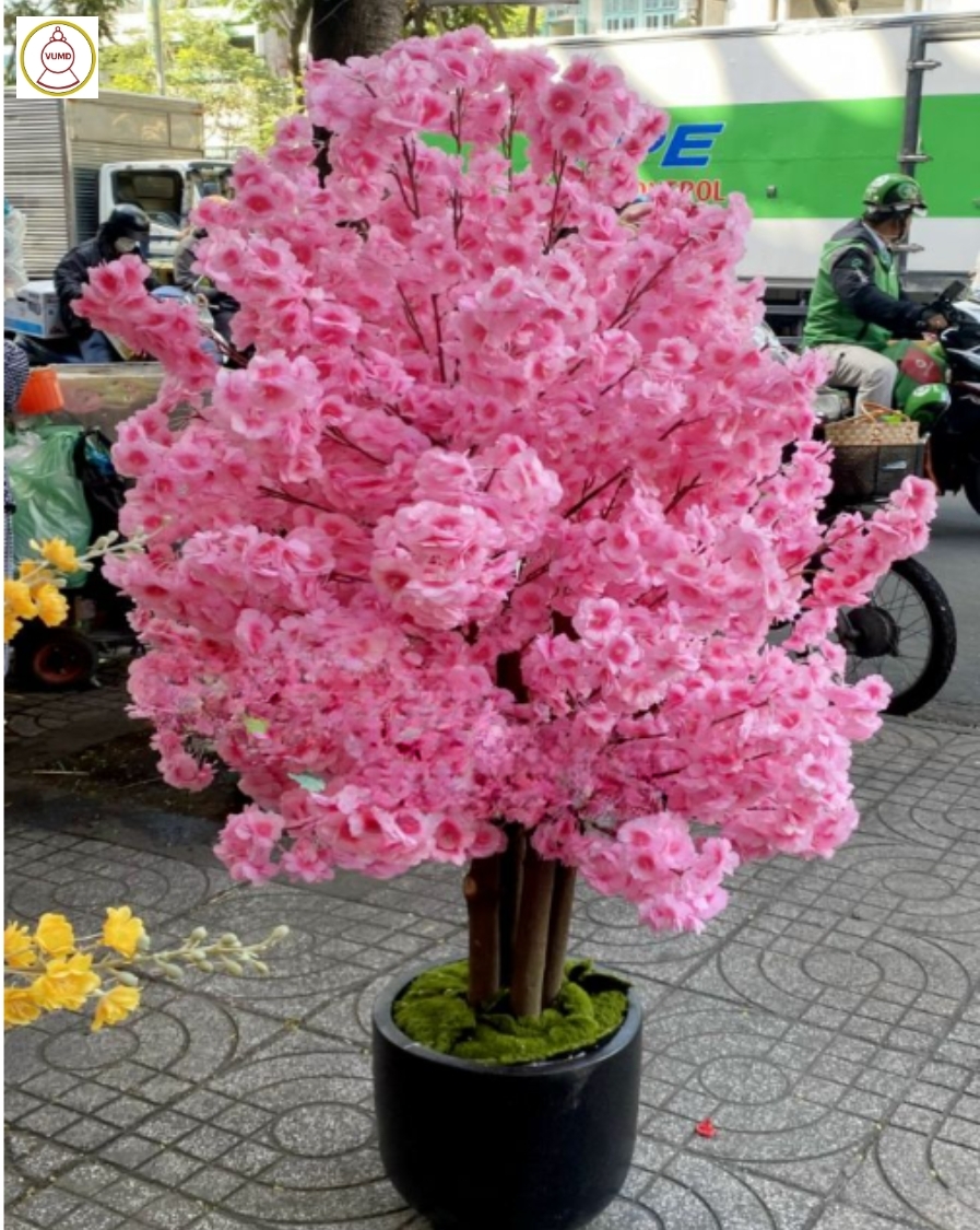 Chậu hoa anh đào tán tròn