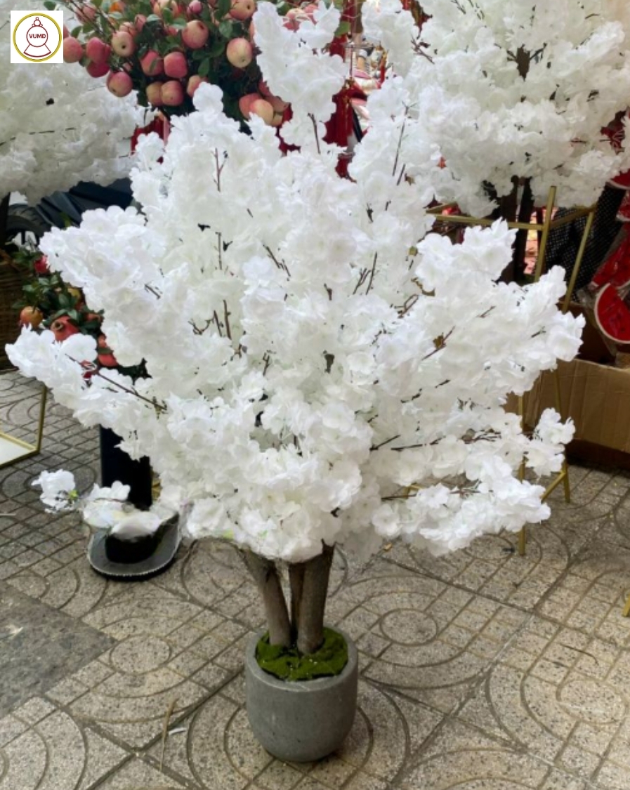 Chậu hoa anh đào tán tròn