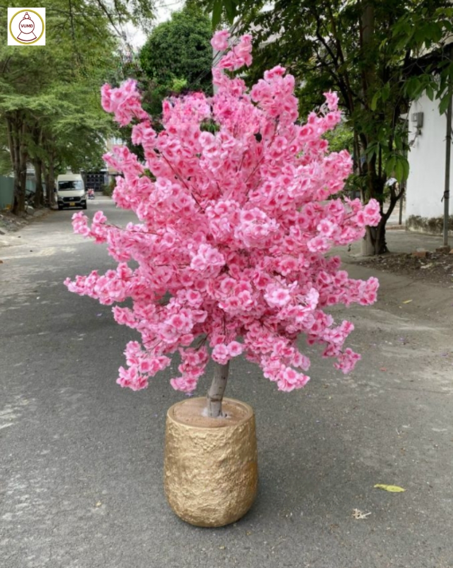 Chậu hoa anh đào tán tròn