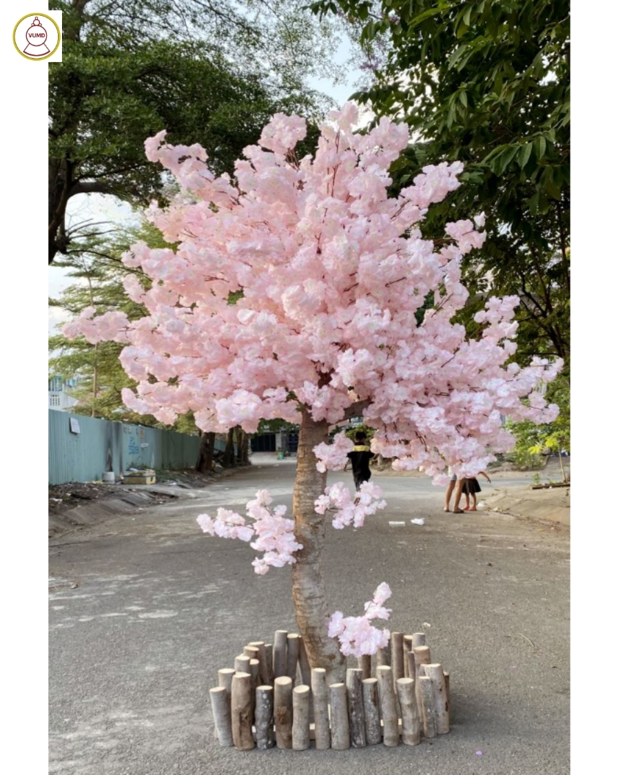 Chậu hoa anh đào tán tròn