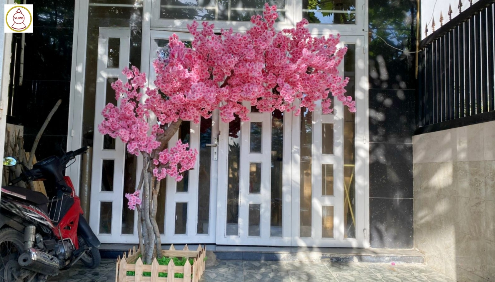 Cây hoa anh đào màu hồng sen