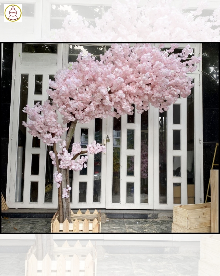 Cây hoa anh đào màu hồng phấn