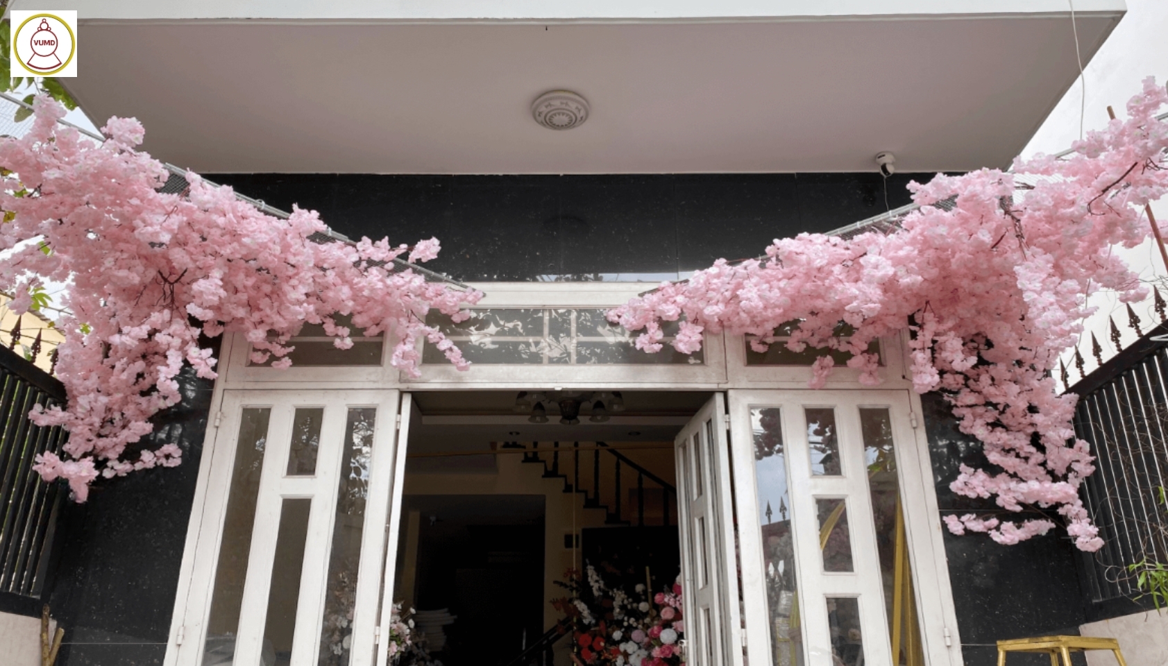 Cây hoa anh đào bò tường