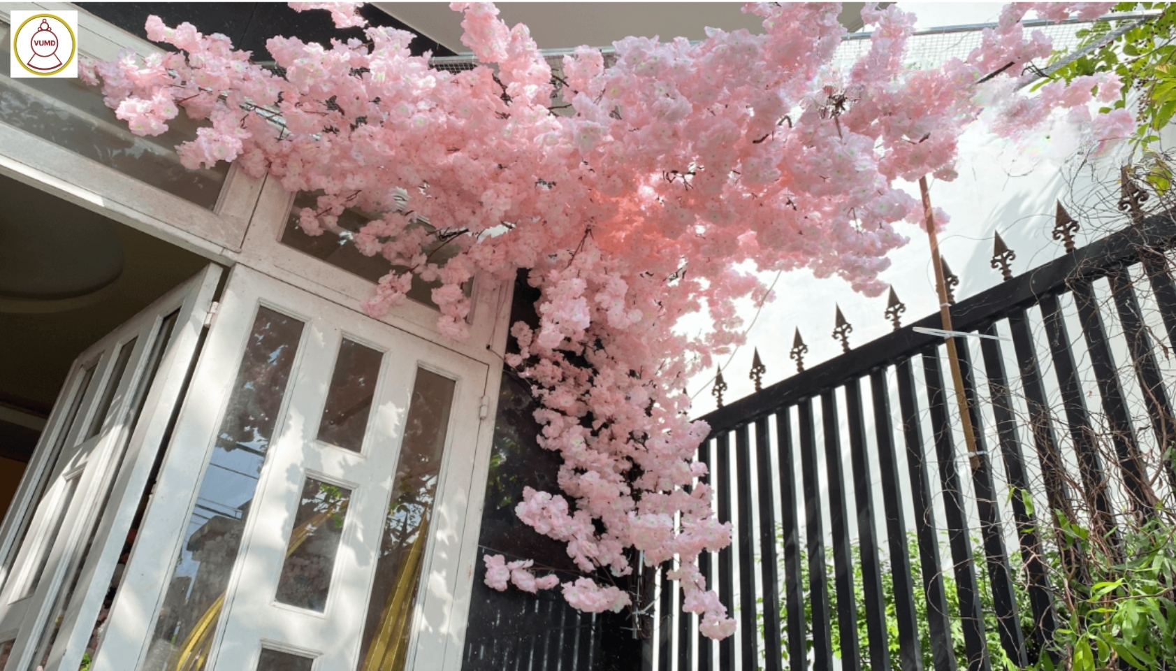 Cây hoa anh đào bò tường