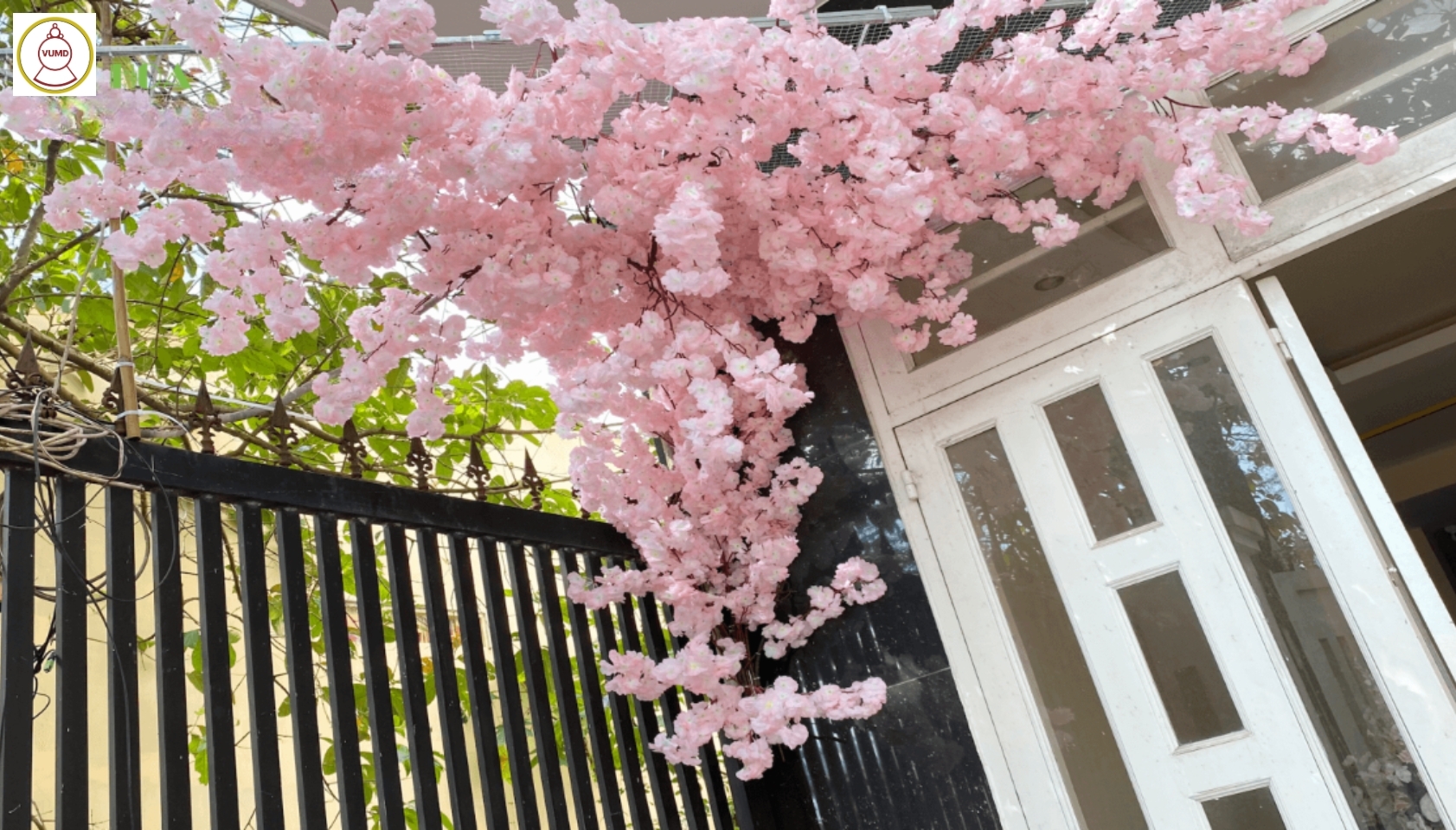 Cây hoa anh đào bò tường