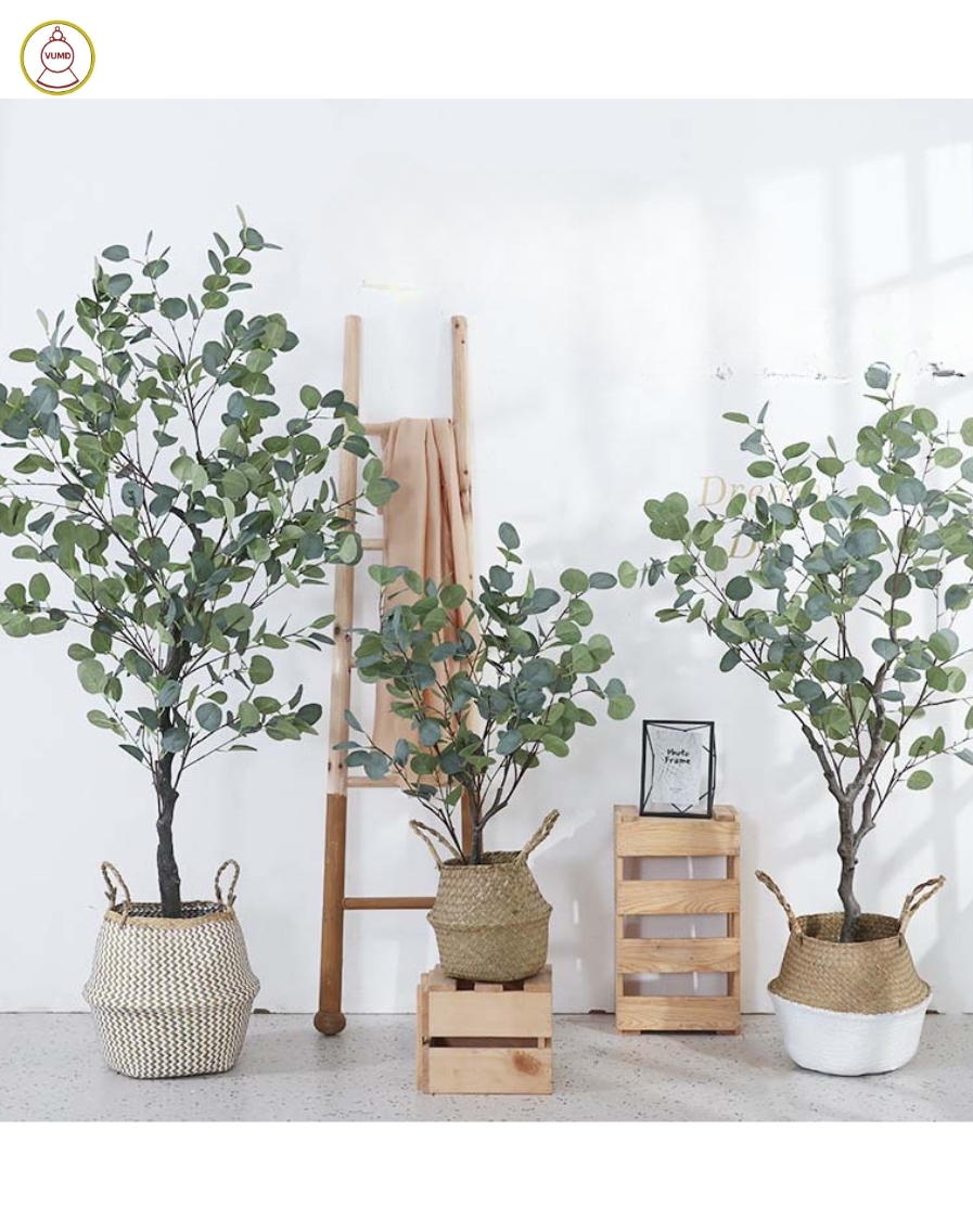 Cây bạch đàn lá tròn