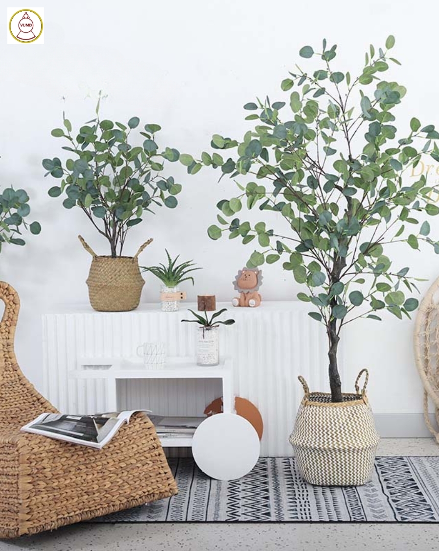 Cây bạch đàn lá tròn