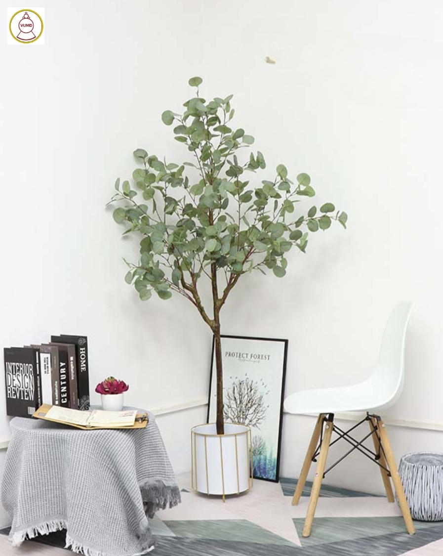 Cây bạch đàn lá tròn