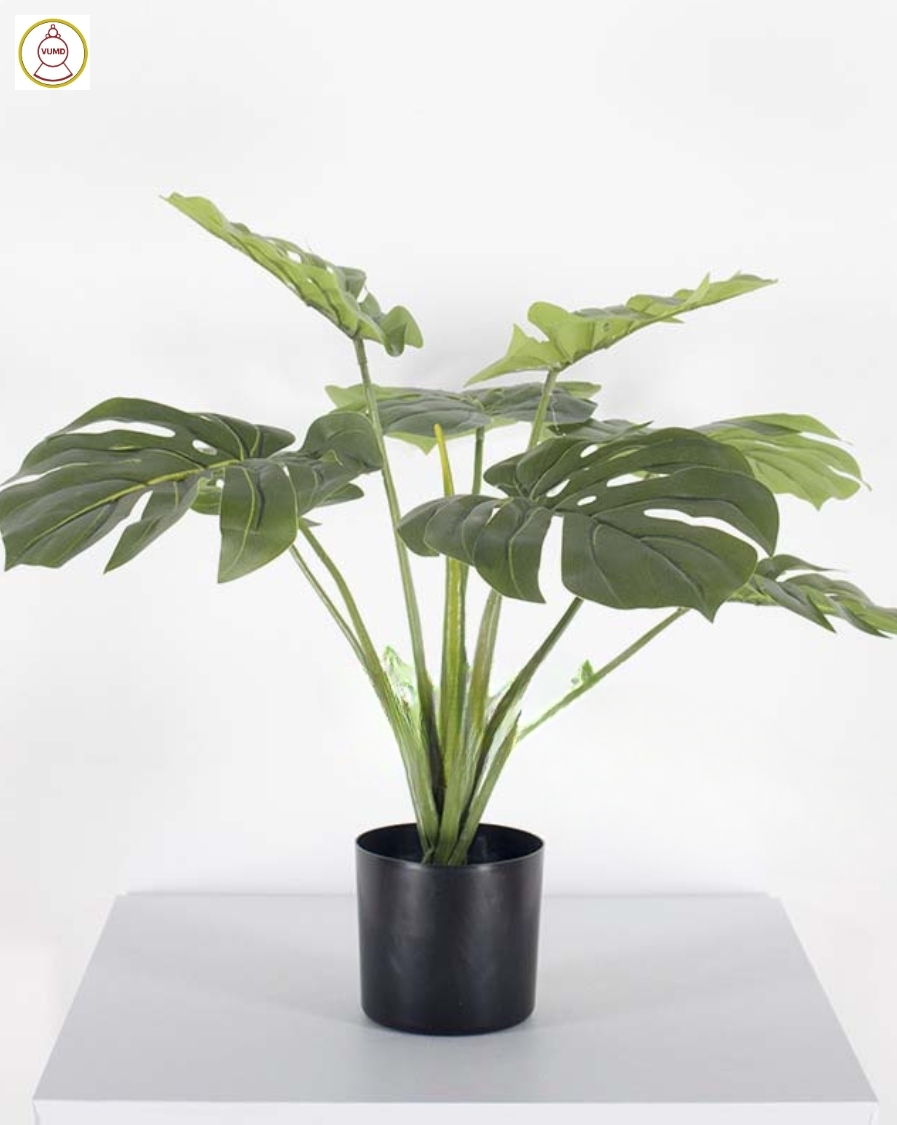 Cây trầu bà giả