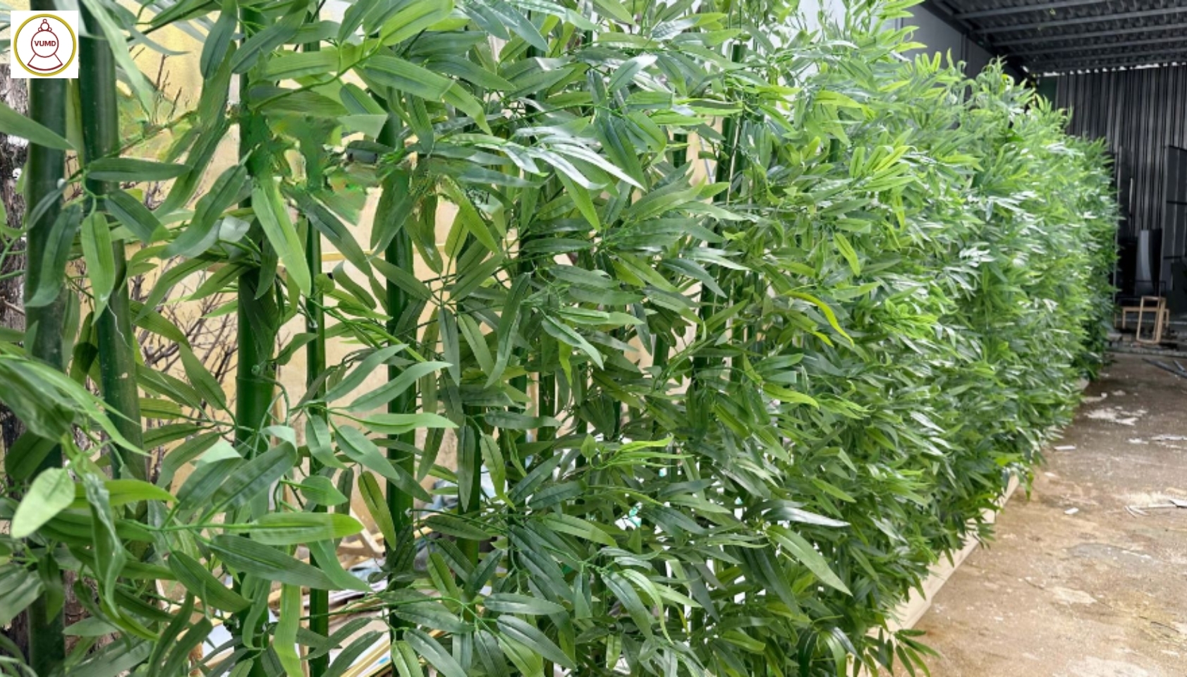 Cây trúc quân tử làm hàng rào, trang trí