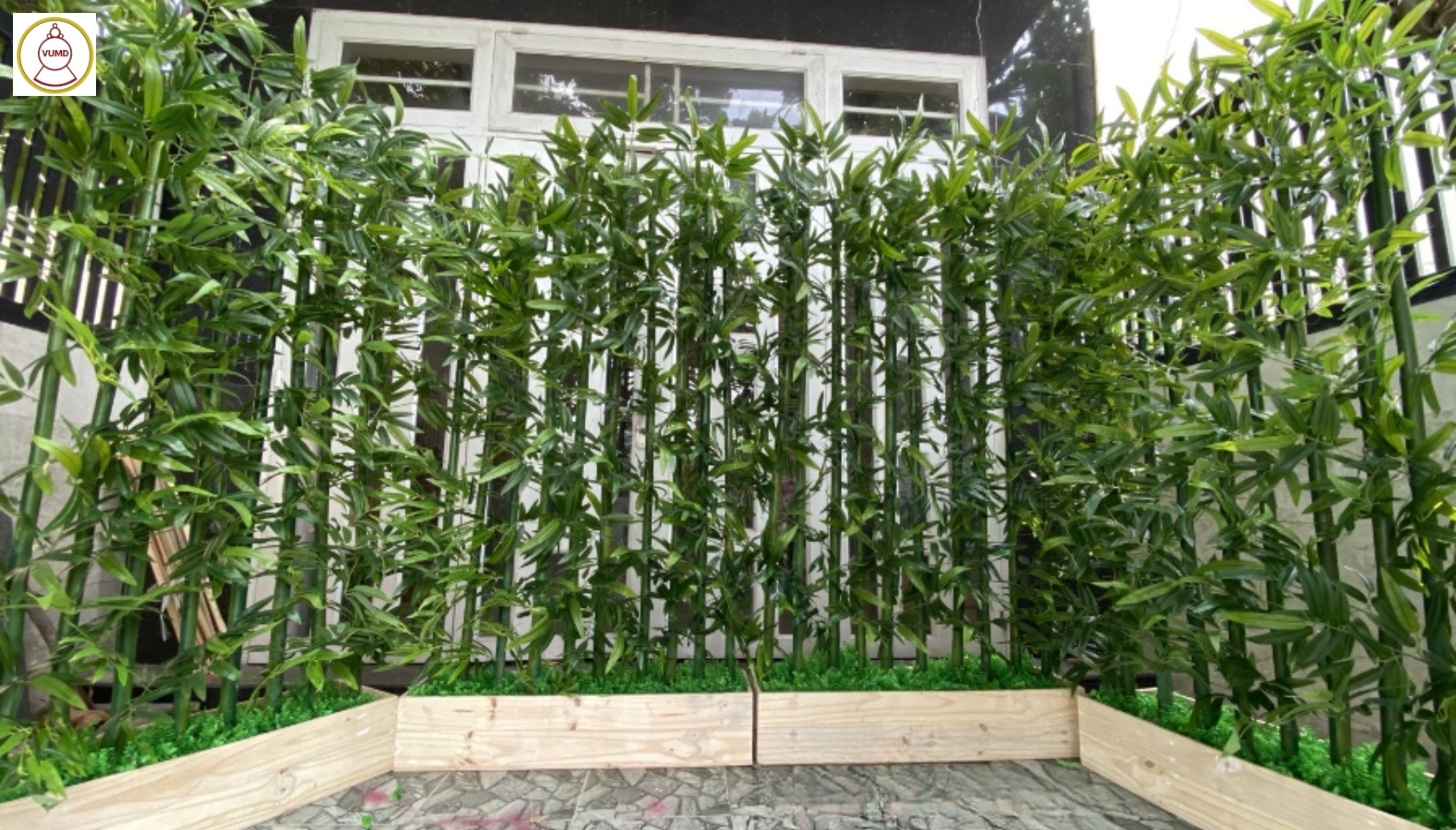 Cây trúc quân tử làm hàng rào, trang trí