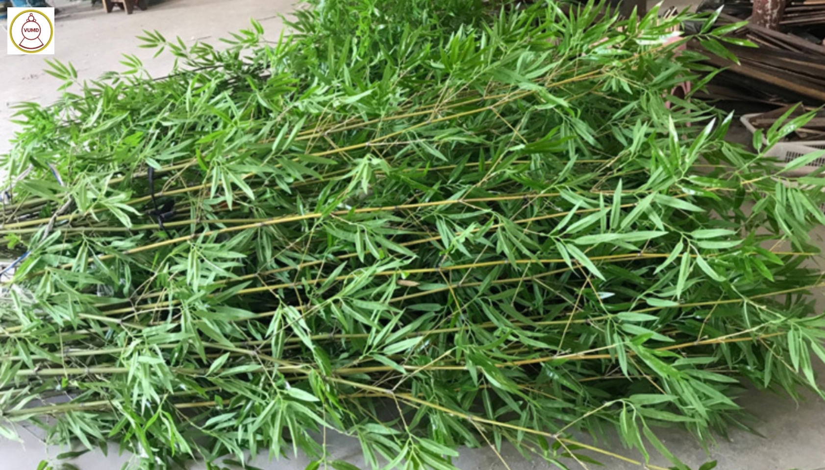 Cây trúc quân tử làm hàng rào, trang trí