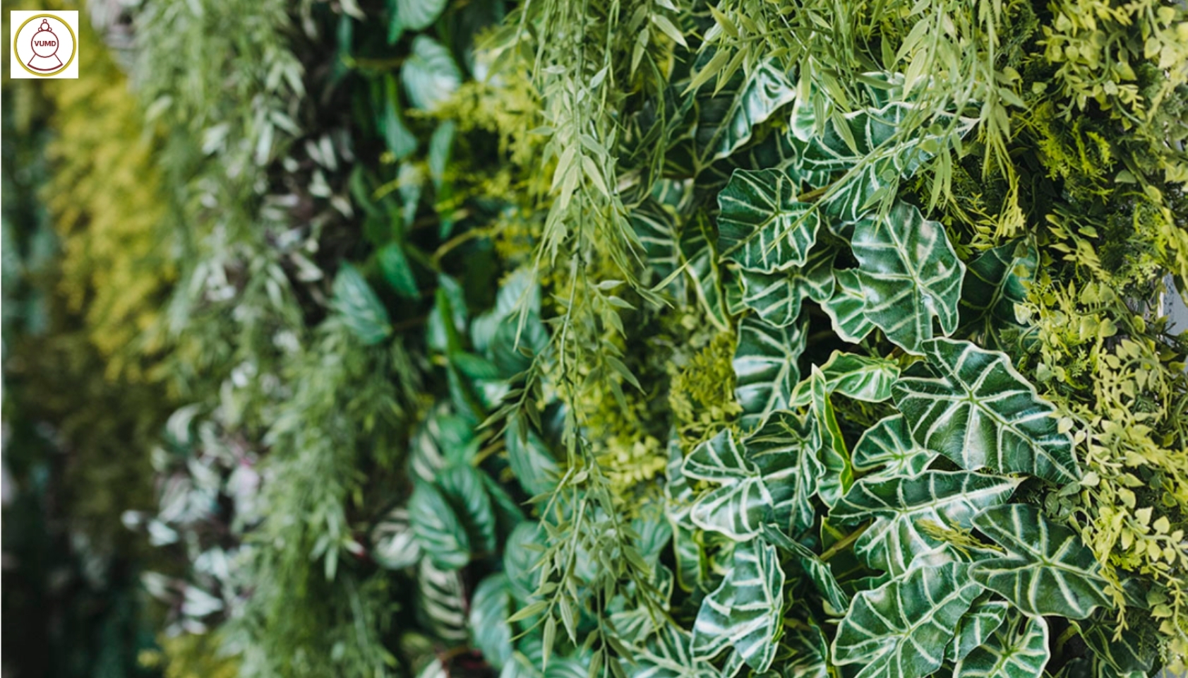 Tường cỏ xanh nhân tạo