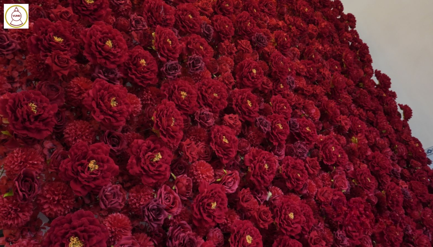 Tường hoa hồng đỏ