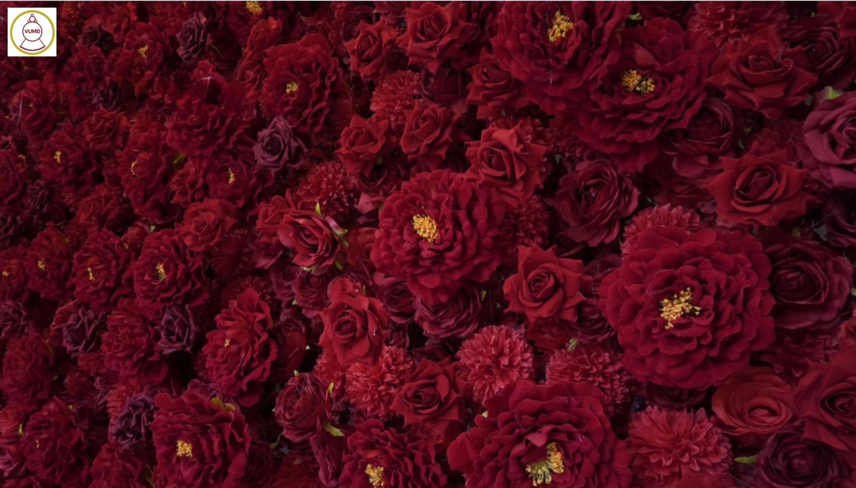 Tường hoa hồng đỏ