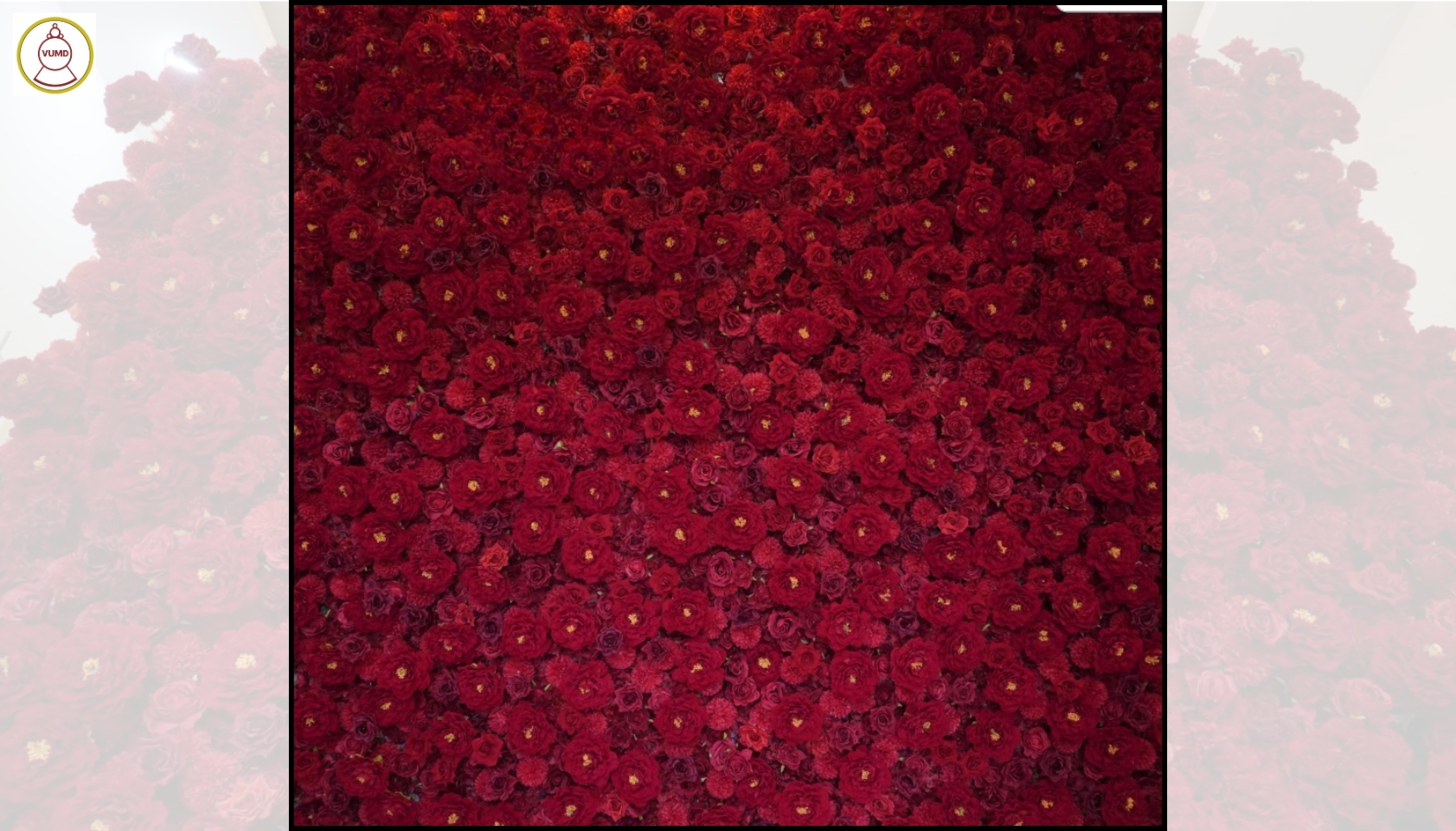 Tường hoa hồng đỏ