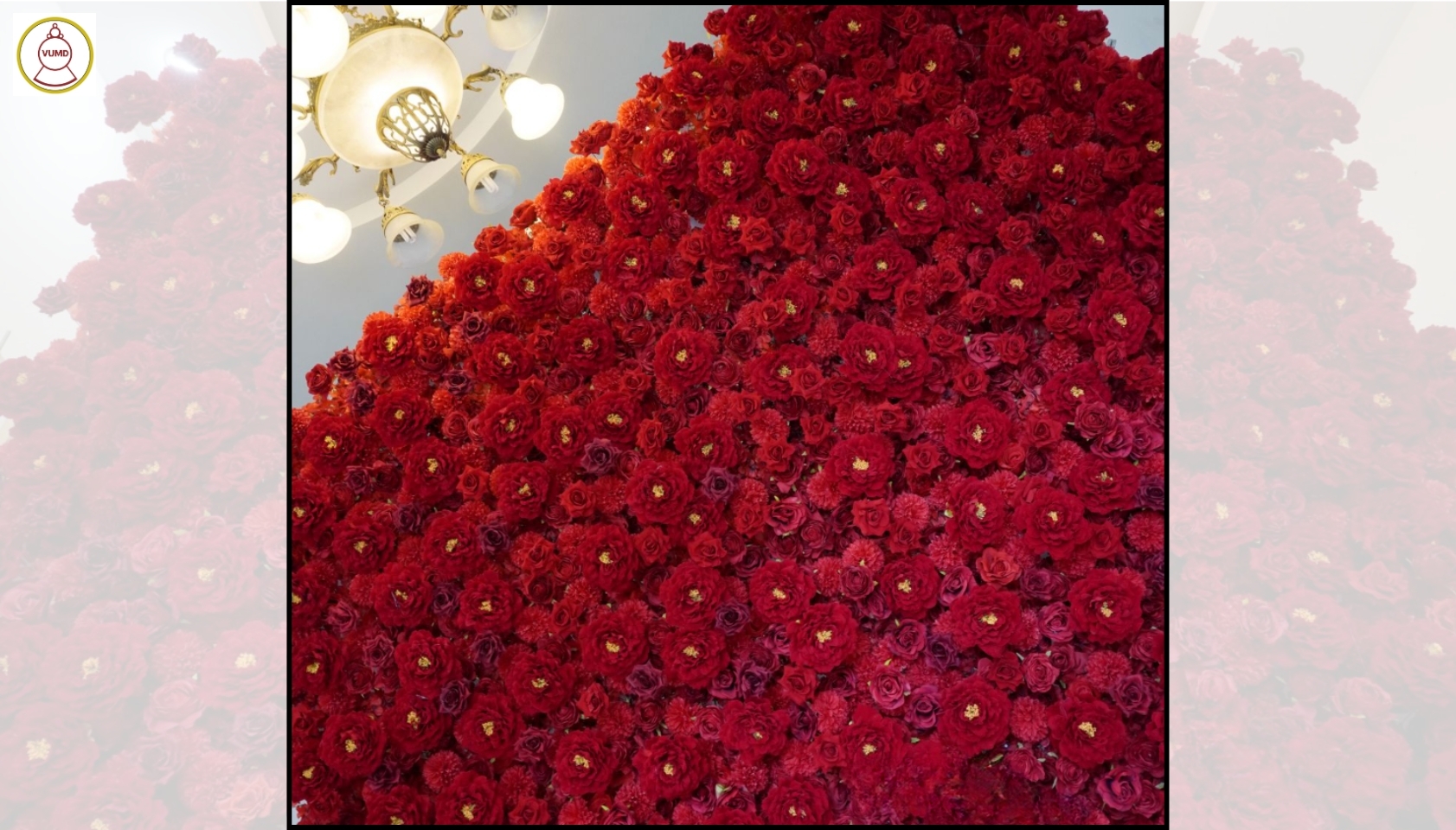 Tường hoa hồng đỏ