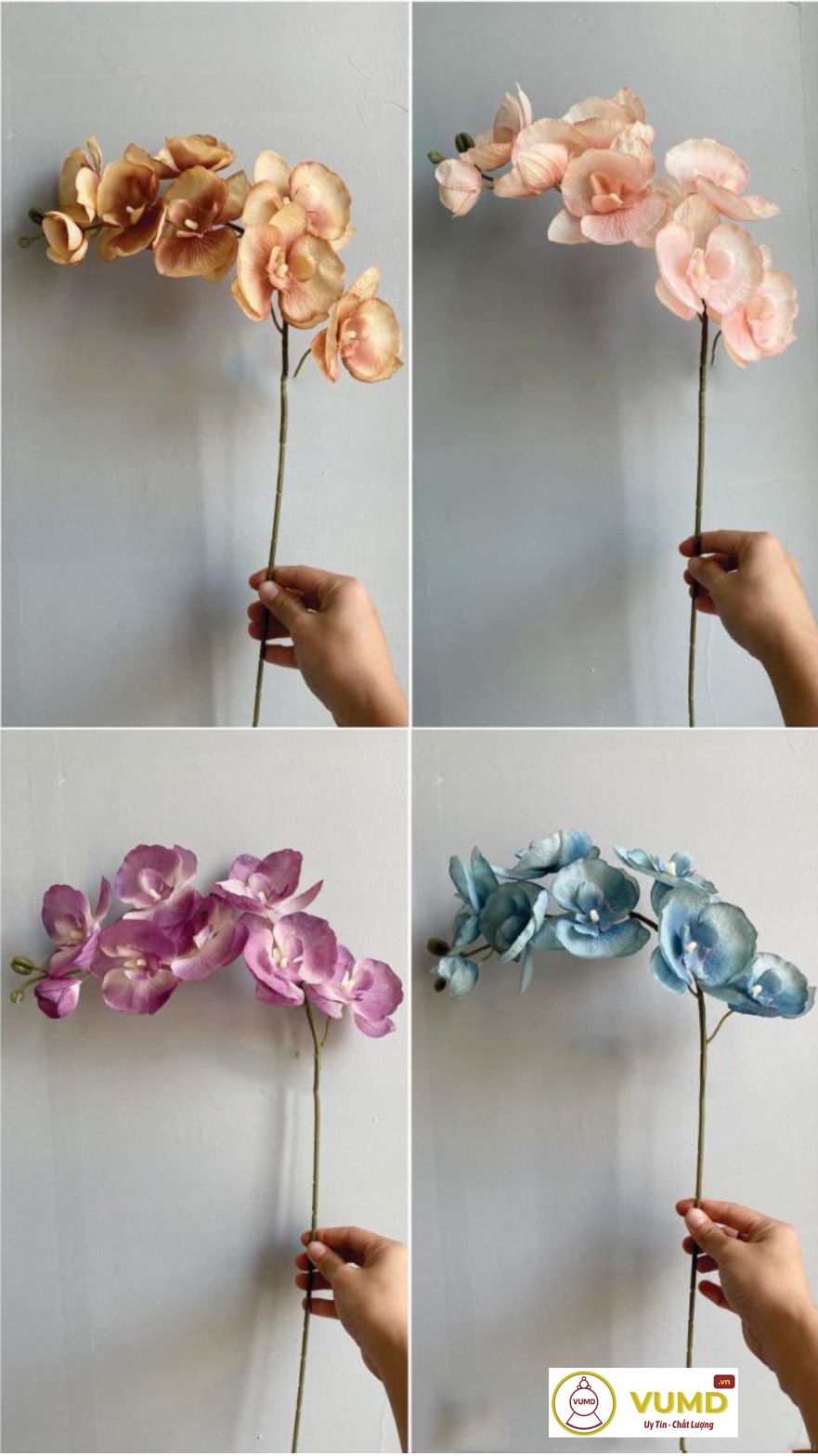 Cành lan hồ điệp