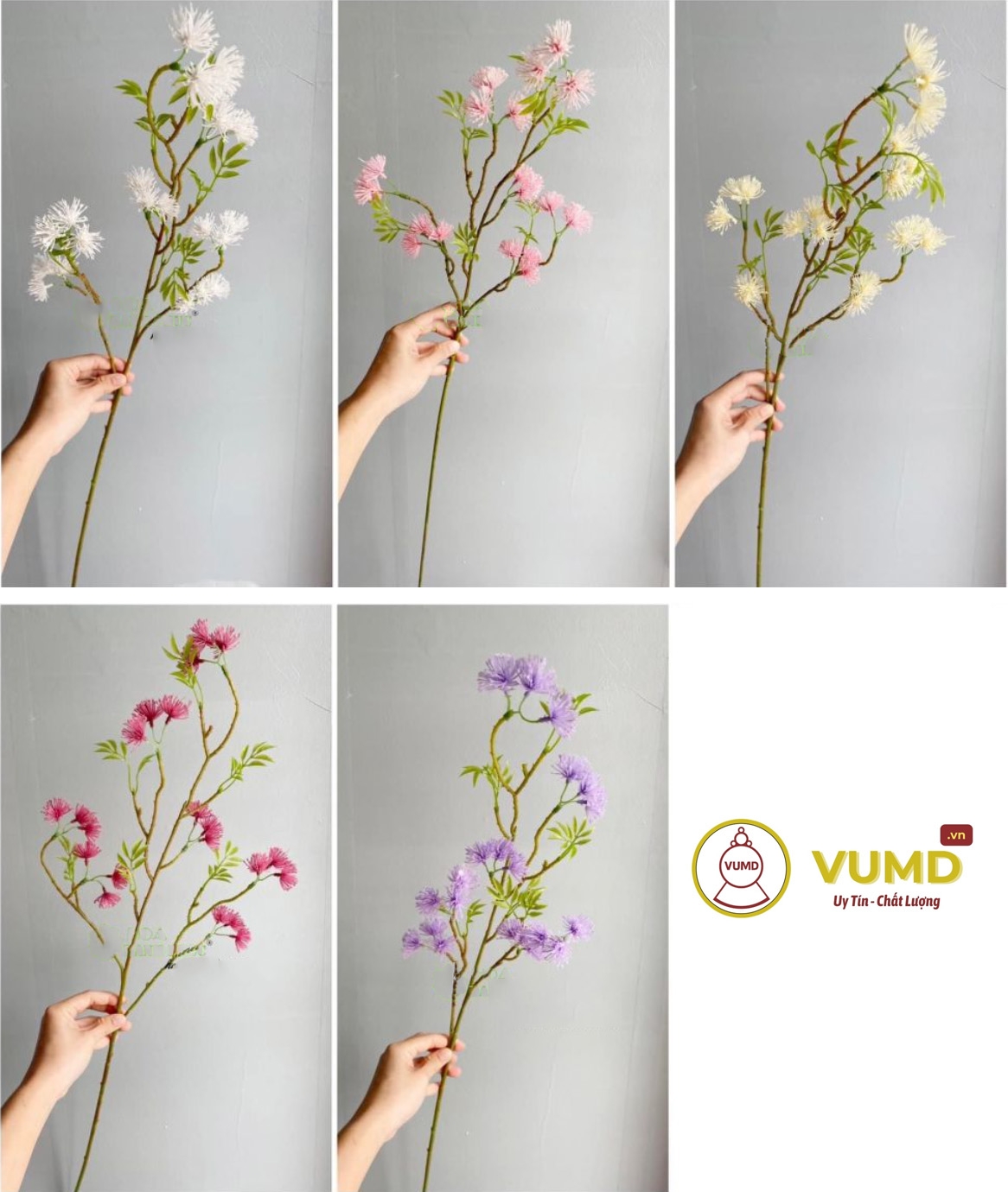 Cành hoa mắc cỡ