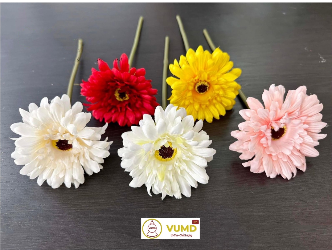 Hoa đồng tiền (1 bông)