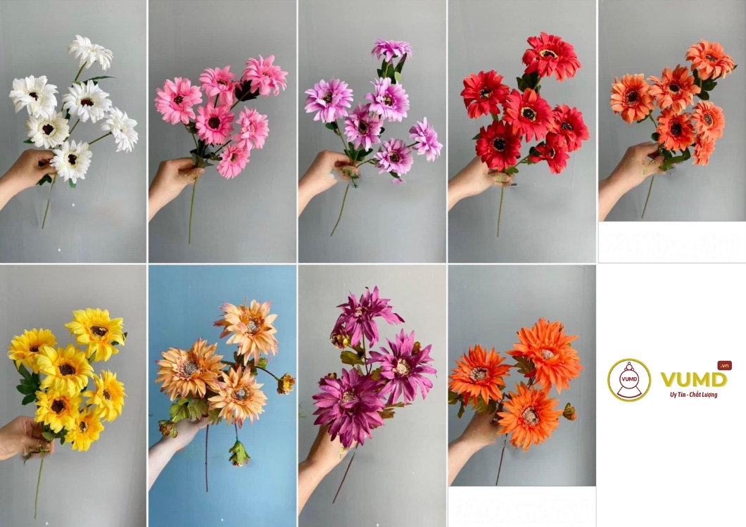 Hoa đồng tiền bụi