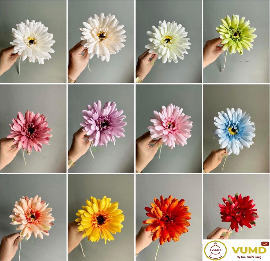 Hoa đồng tiền thân lông